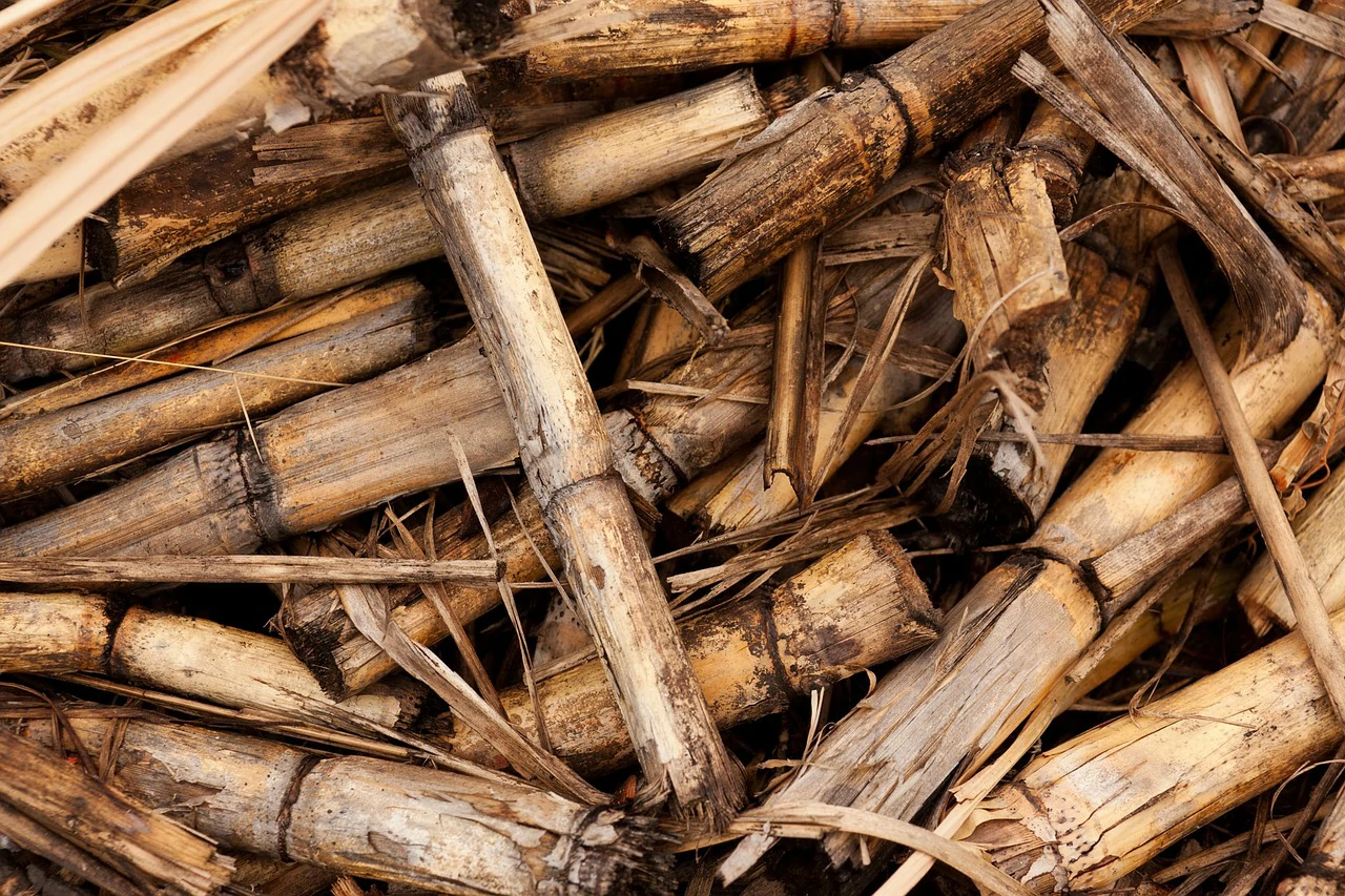 Biomass power plant